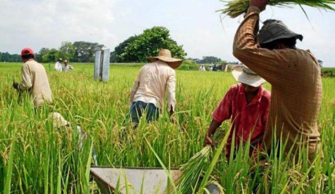 Arroceros del Tolima