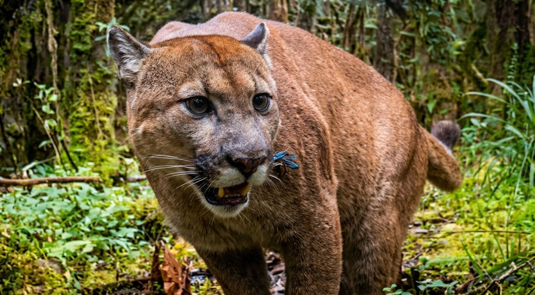 Avistamiento de Puma