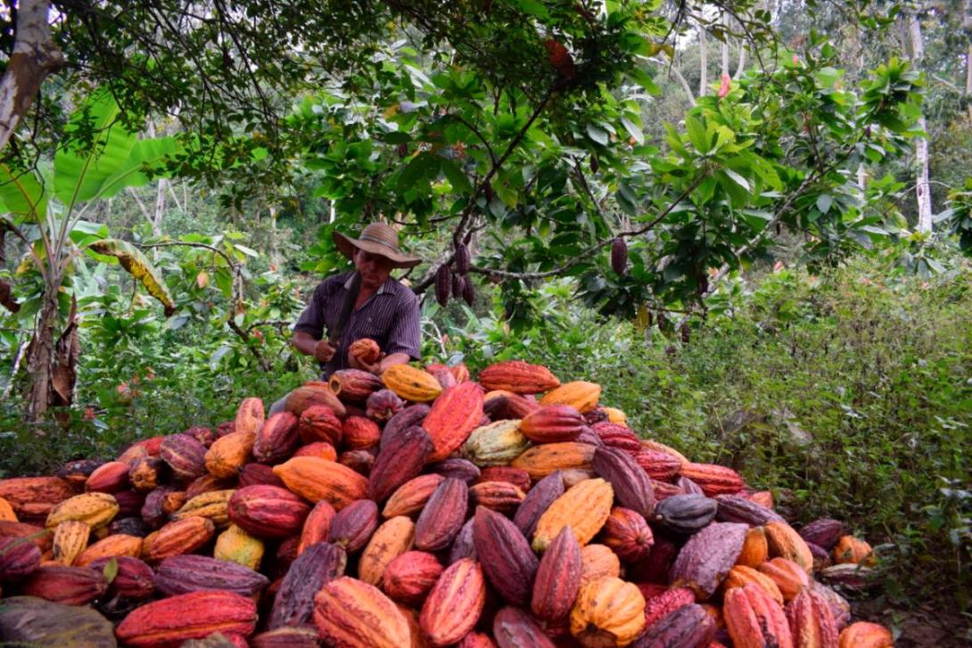 Cacaoteros