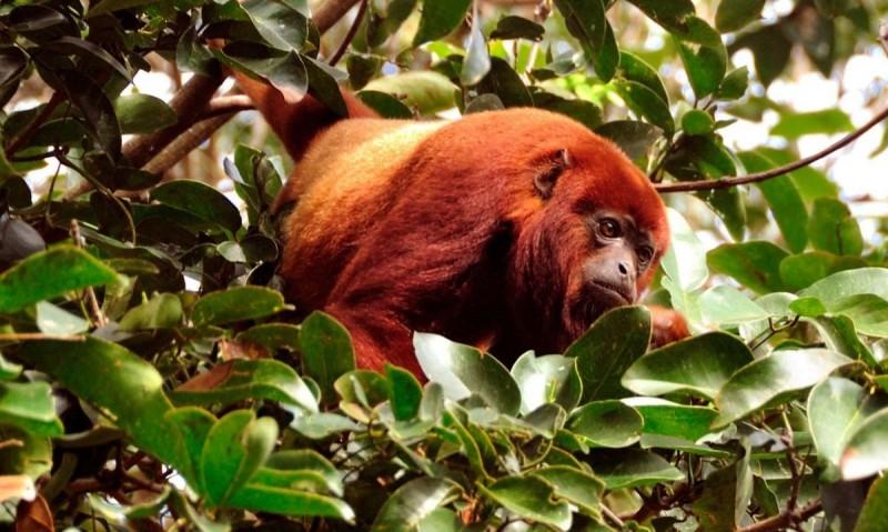 Monos Rora Cortolima identificó Mono que apareció en Piedras